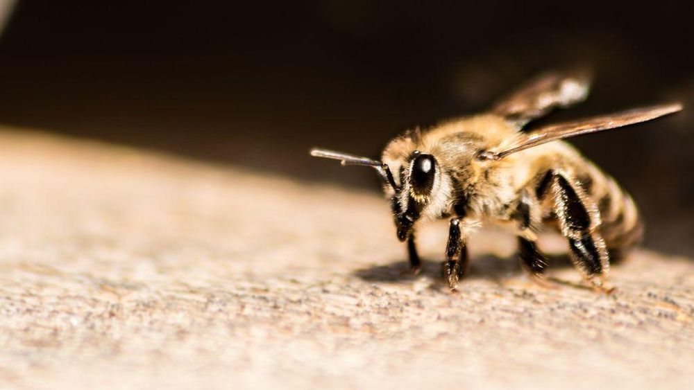 Wetenschappers: bewustzijn eerder regel dan uitzondering in het dierenrijk