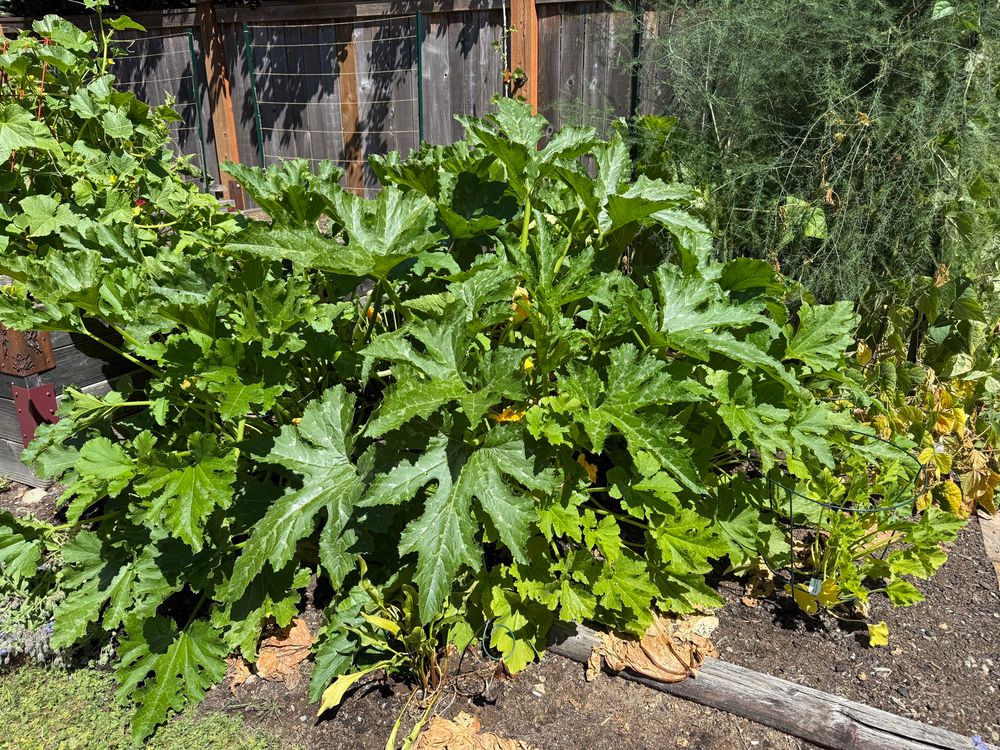 14 mutant summer squash and two normies.