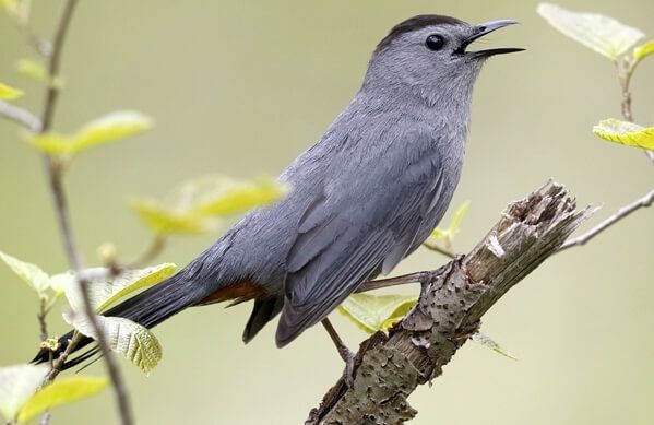 Picture of a Gray Catbird on a naked branch with it is beak open