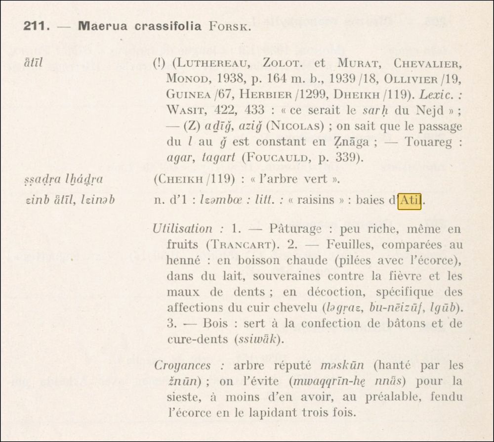 Maerua crassifiola entry from Vincent Monteil's book "Contribution à l'étude de la flore du Sahara Occidental"