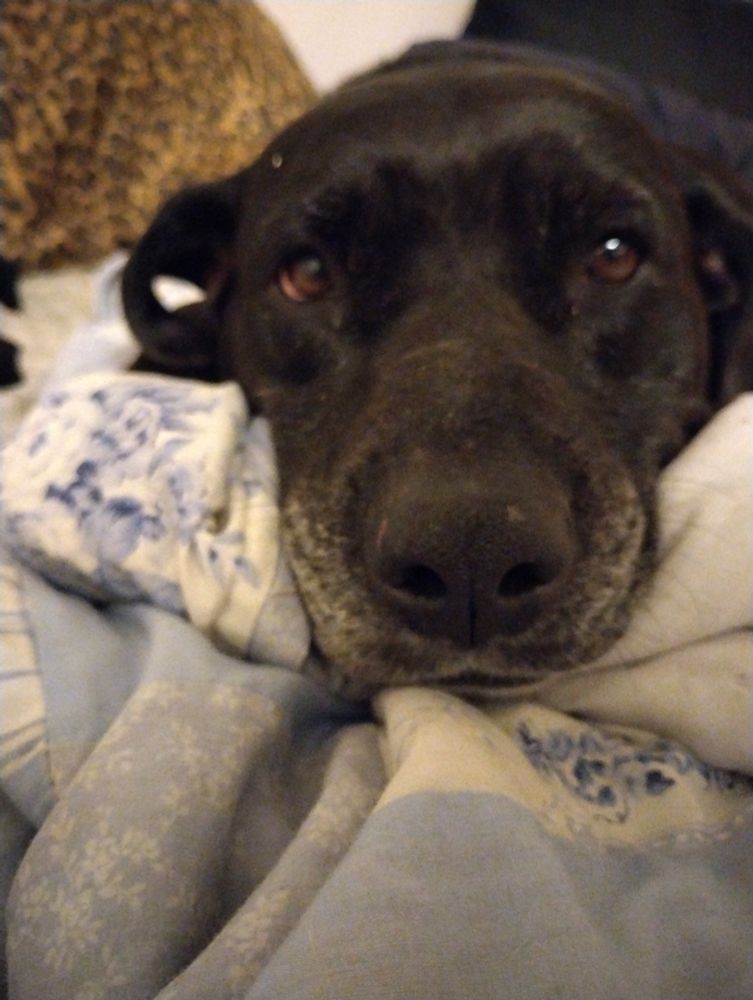 Photo of a dog's face. Dog is large and black with a frosted muzzle. Lying on a bed
