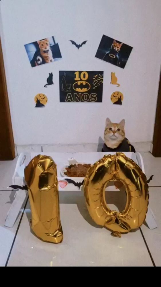 meu gatinho lindo laranjinha na batfesta de aniversário dele do batman