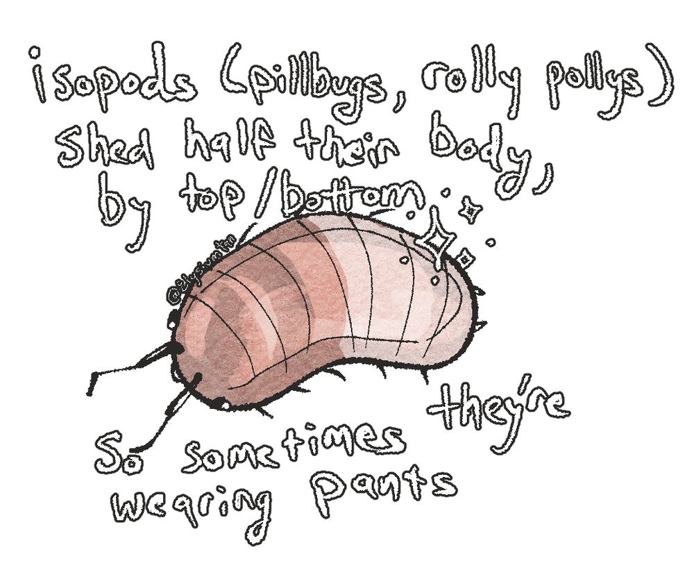 A picture of an isopod with the bottom half of their shed on, which appears lighter than their typical carapace
Text that says “isopods ( pillbugs, rolly pollys ) shed half their body by top/bottom so sometimes they’re wearing pants”