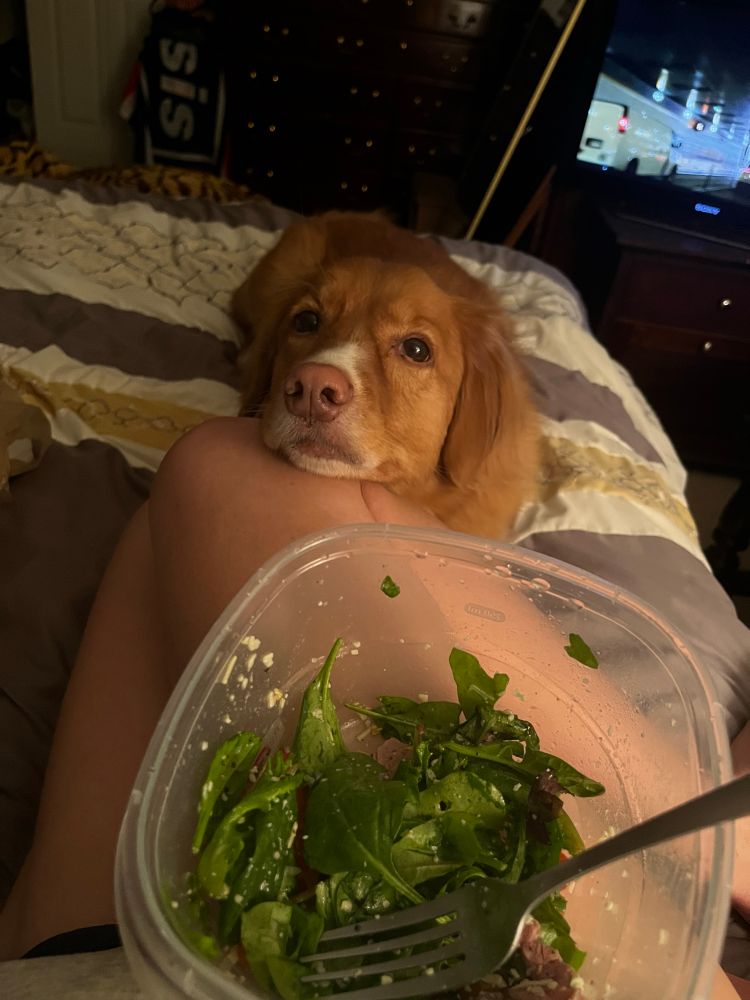 Dolly stares at me while I eat a salad from a Tupperware container 