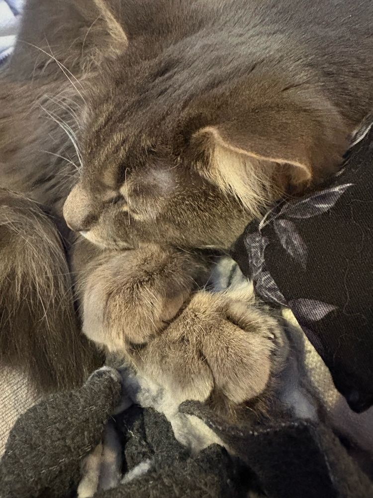 a close up photo of my grey kitty snuggled up napping with his little paws criss crossed