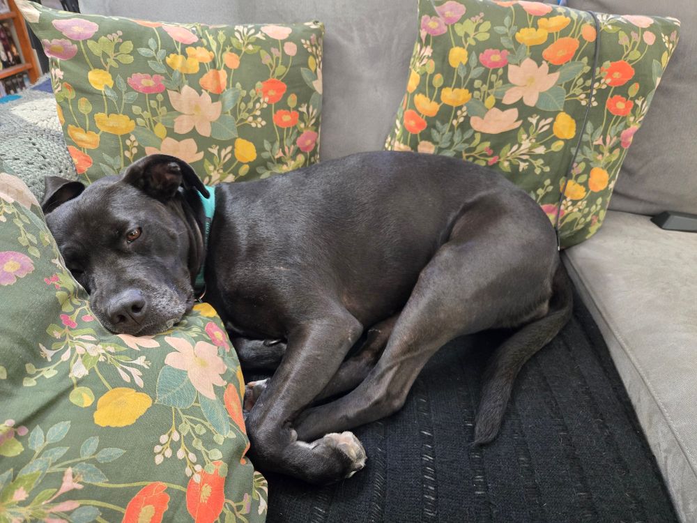 A black pittie lab curled in the corner of a sofa with three green floral throw pillows, one of which she is using as a chin rest. 