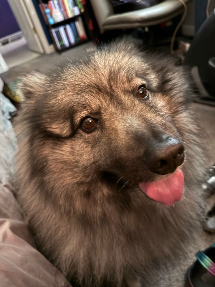 Handsome Keeshond