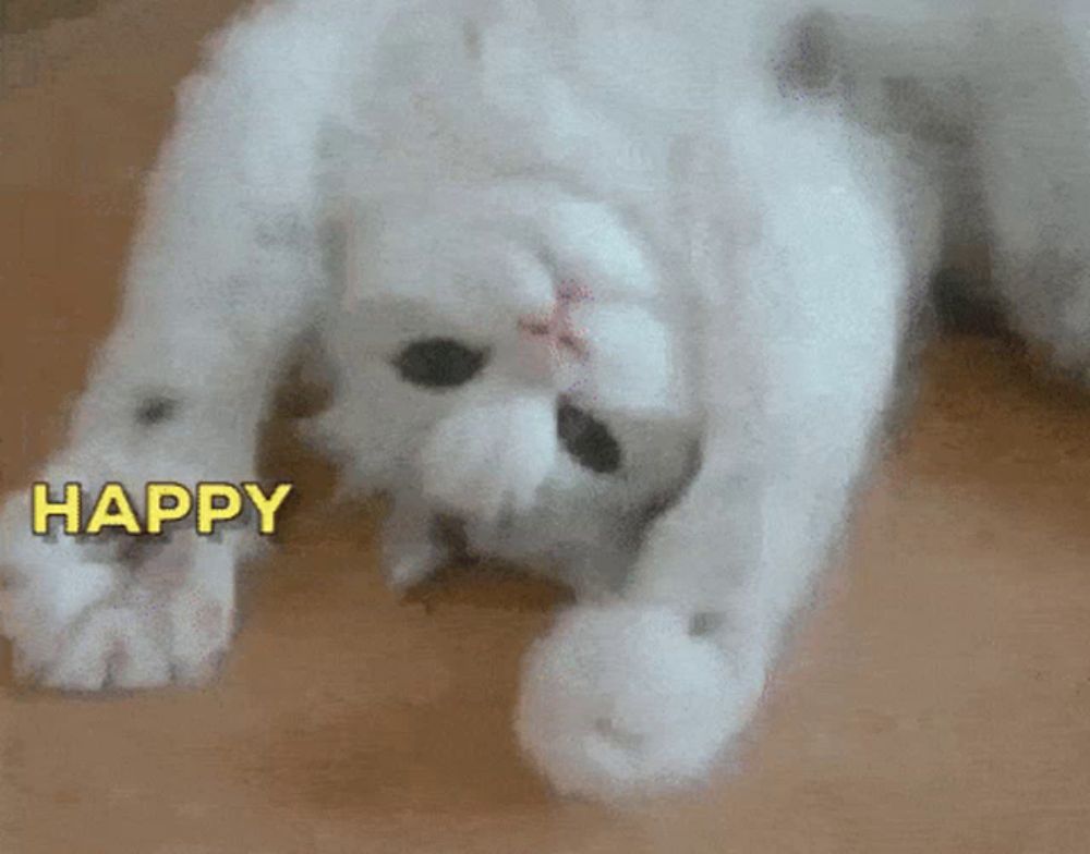 a white cat is laying on its back with the word happy written above it