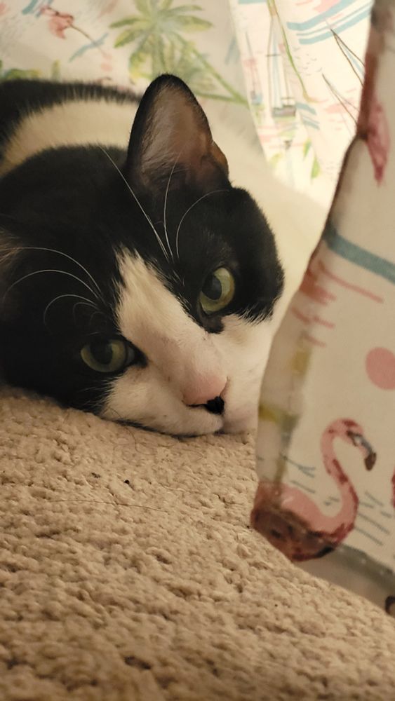 Close-up shot of a black-and-white tuxedo cat under a bedsheet. 