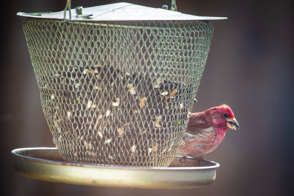 A male purple finch snacks on seeds from a hanging metal/mesh feeder.