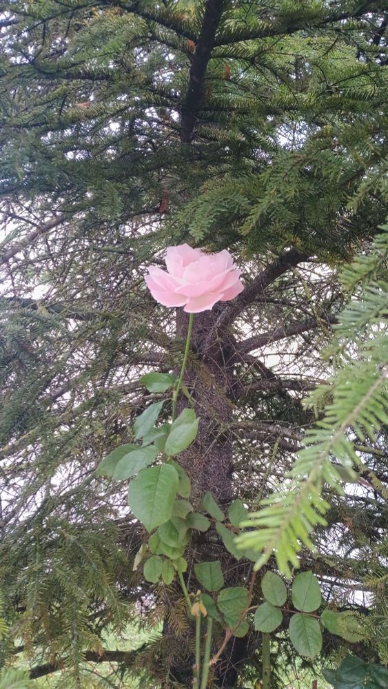 Eine einzelne rosa blühende Herbstrose beschützt von den Zweigen eines Nadelbaums, parallel zu dessen Stamm sie besonders hoch gewachsen ist