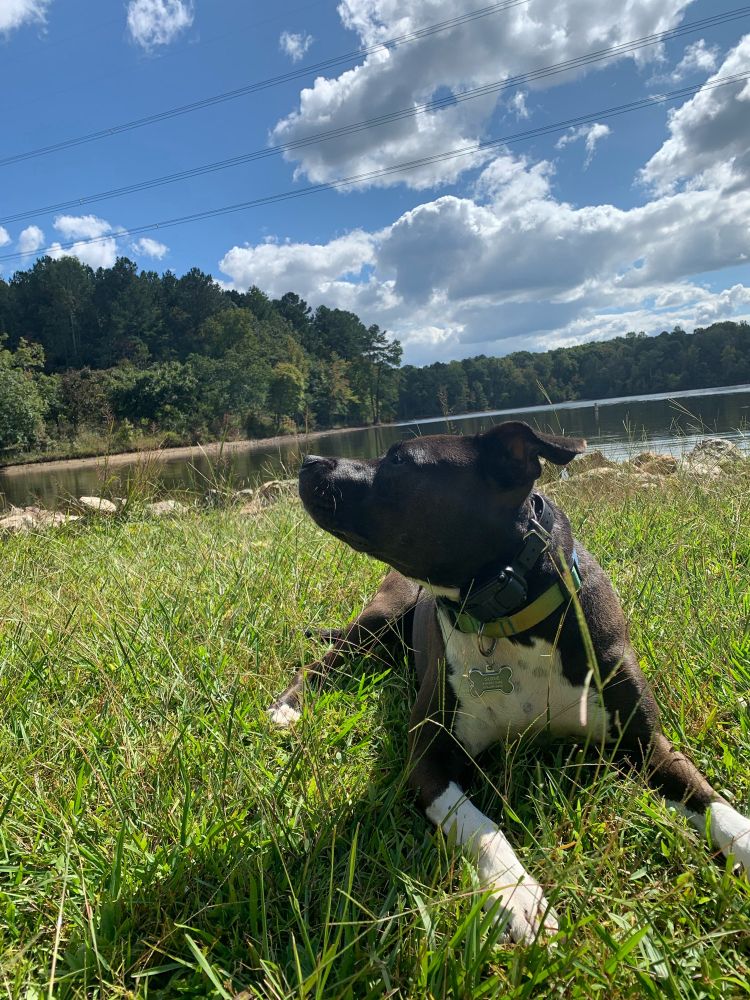 An adorable dog at a lake