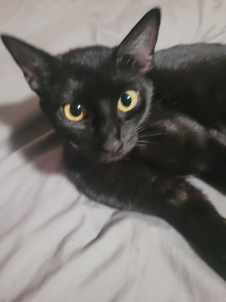 cat stare