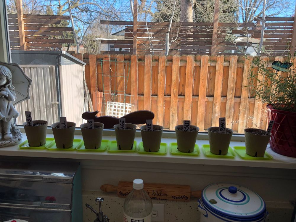 Photo of seed starters for my garden