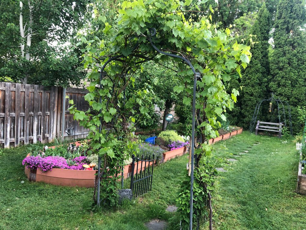 photo of garden with an arbor covered in grapevines