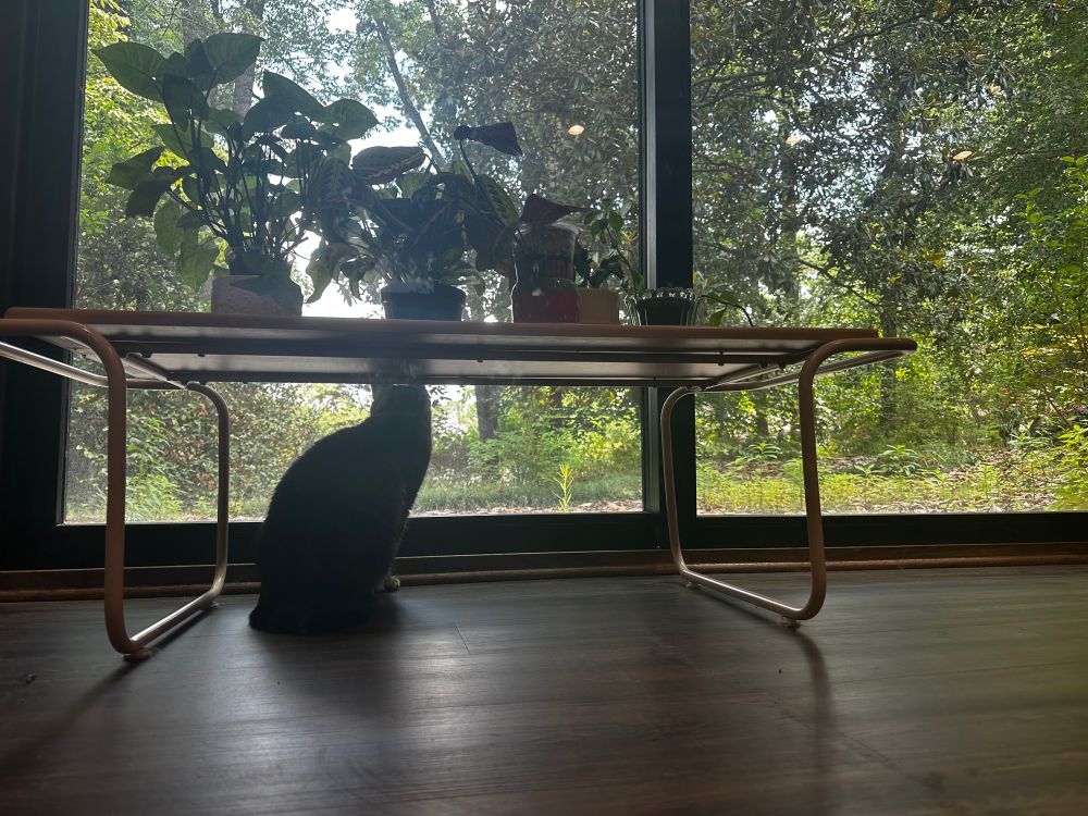 Beautiful brown cat sits under a table looking out into the woods through a glass door