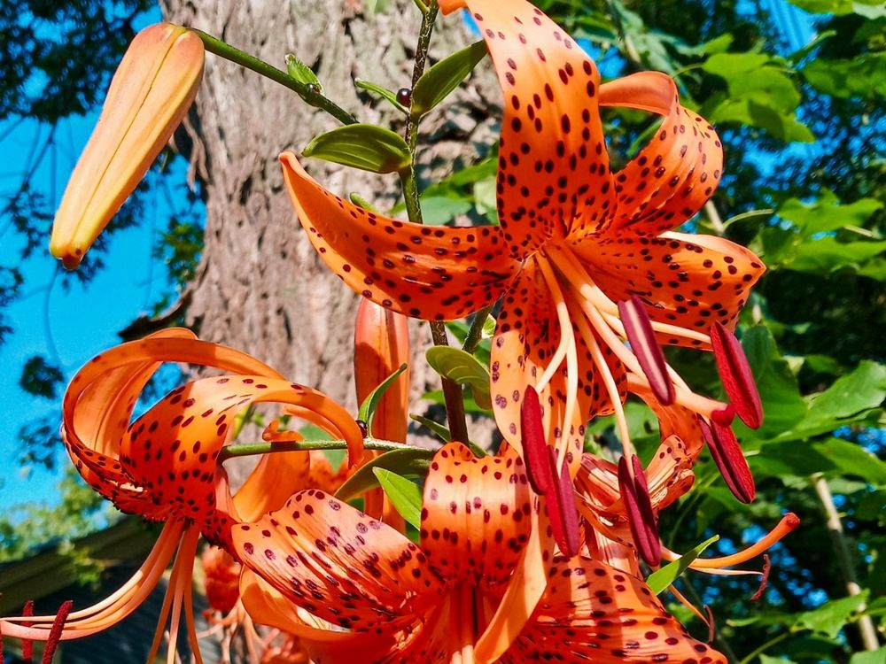 Another angel of a tall Tiger Lily plant with its big, bright orange flowers blooming in front of a tree trunk. 
