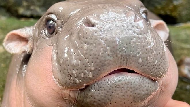 Image of Moo Deng the tiny cute adorable hippo!!