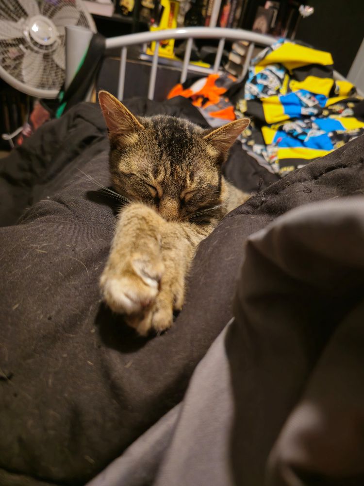 Sleeping tabby cat with her paws stretched out on a black blanket covering my legs.