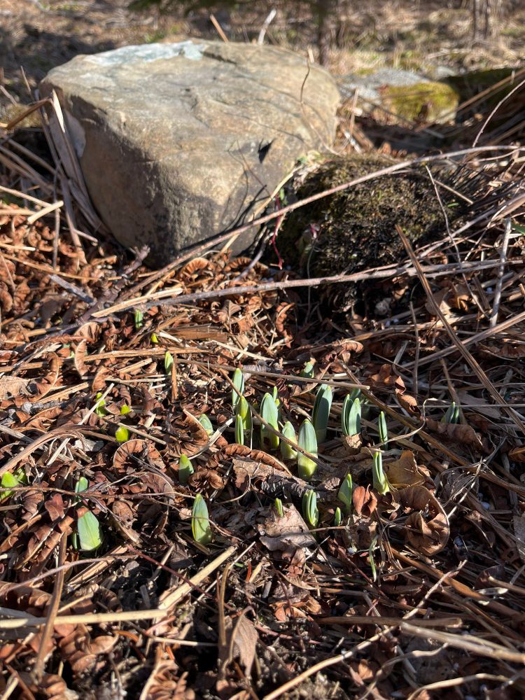 Tips of daffodil leaves in the sun, starting to emerge from the brown earth and dead leaves. A grey rock in the background.