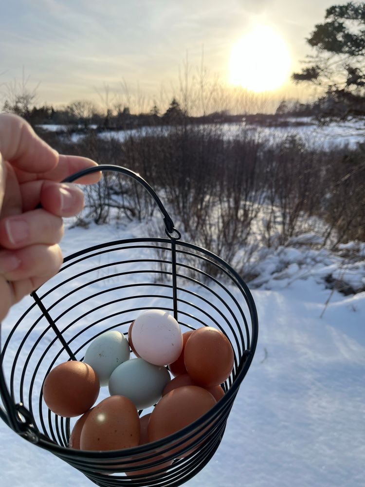 A basket of eggs being held against a background of snow and the sun low in the sky.
