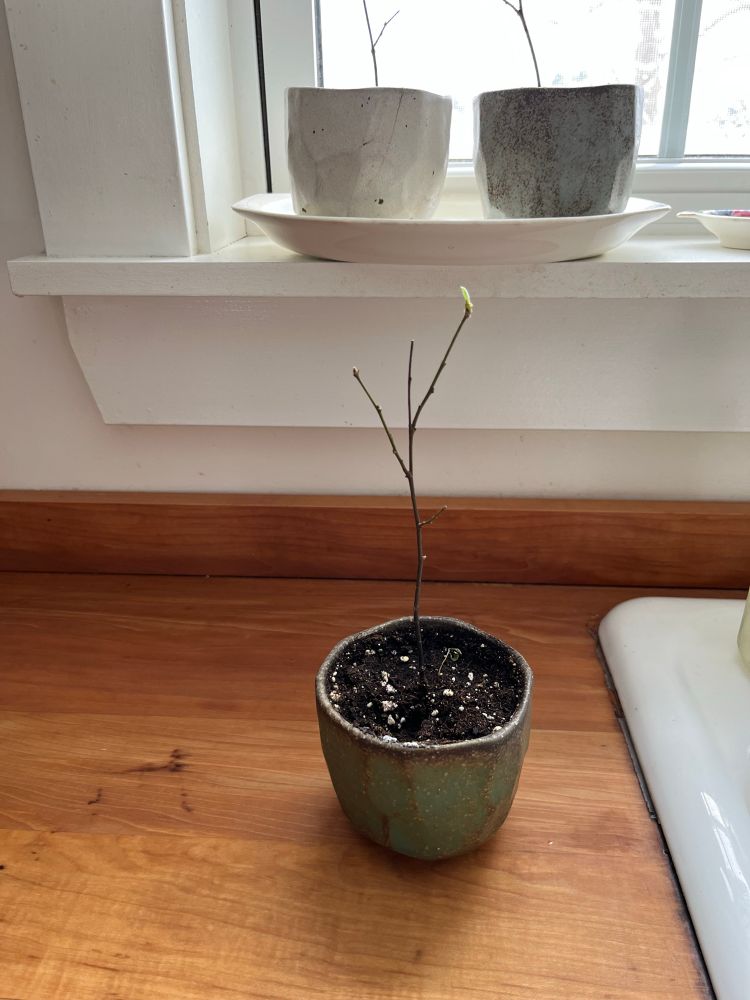 A teeny tiny twig with a teeny tiny leaf at the tip sits in a small pottery pot on a wooden countertop.