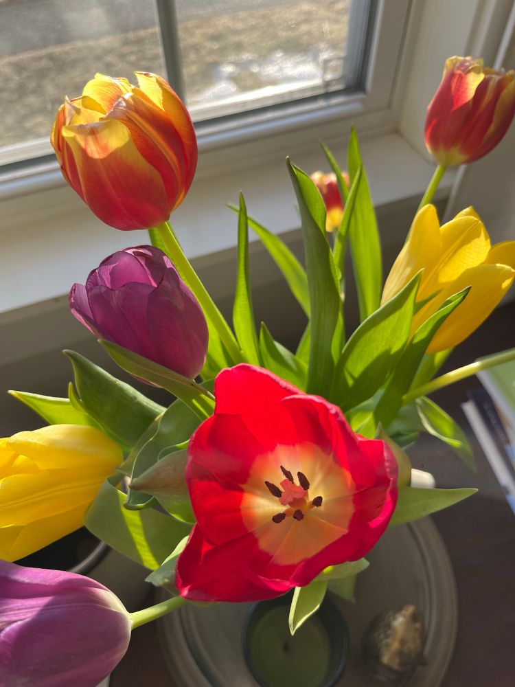 A bouquet of yellow, red, and purple tulips next to a bright window.