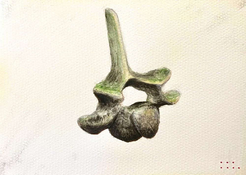 A water-color painting of an old Moa Vertebra with moss and dirt dusted over it.