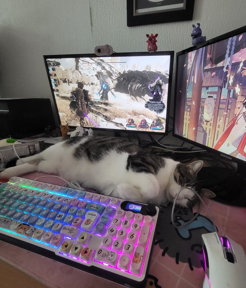 Un chat qui dort devant un pc où clair obscur est en train d'être joué 