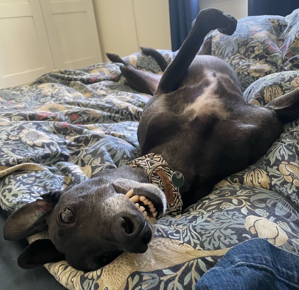 An adorable black greyhound lying on his back on a bed