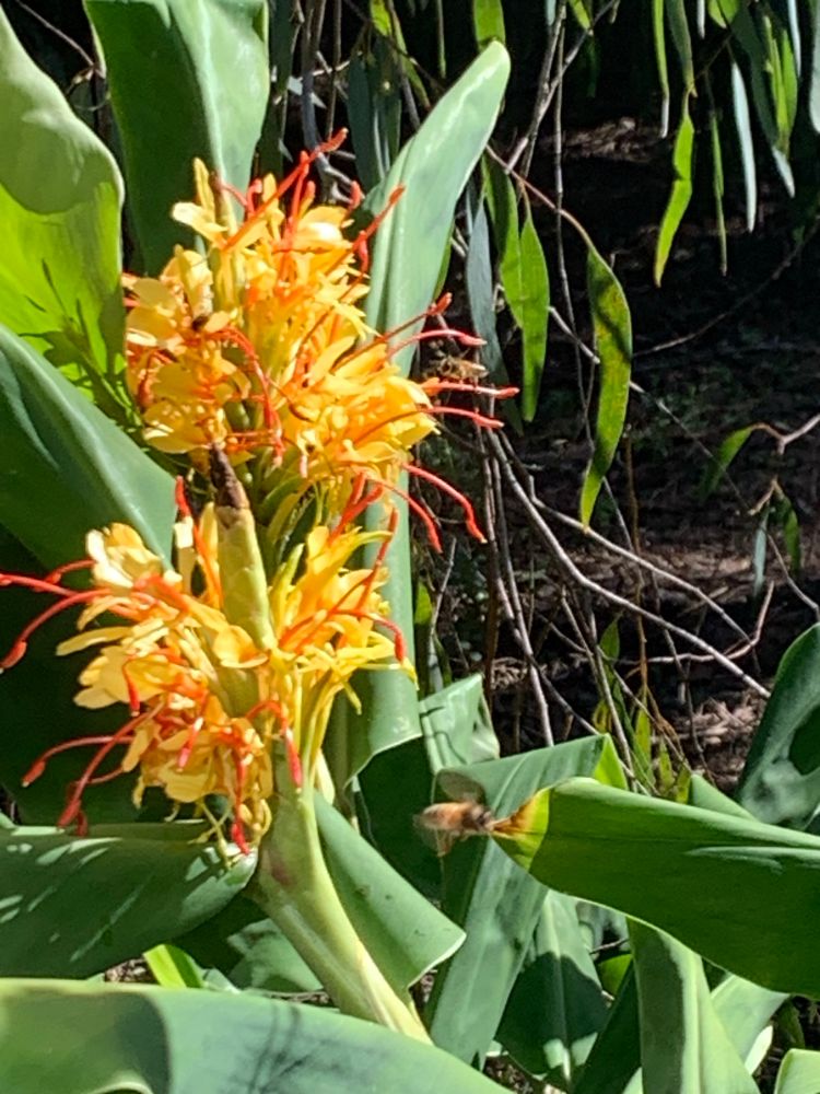 Bees on ginger flowers