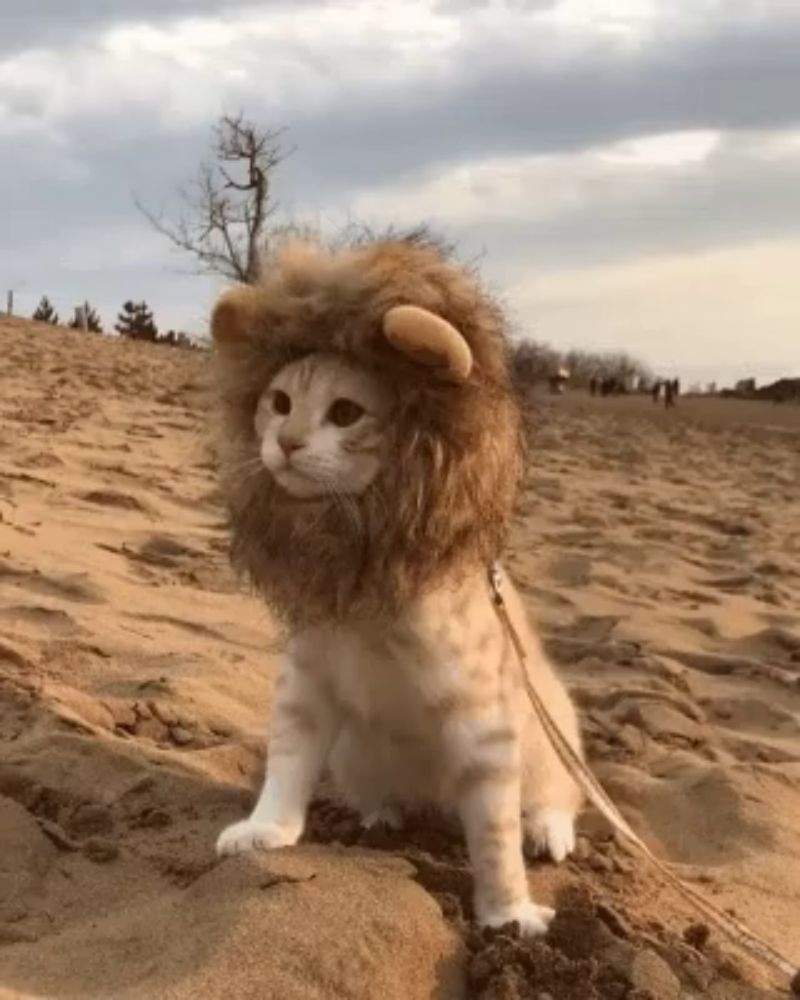 a cat wearing a lion costume is sitting on a sandy beach .