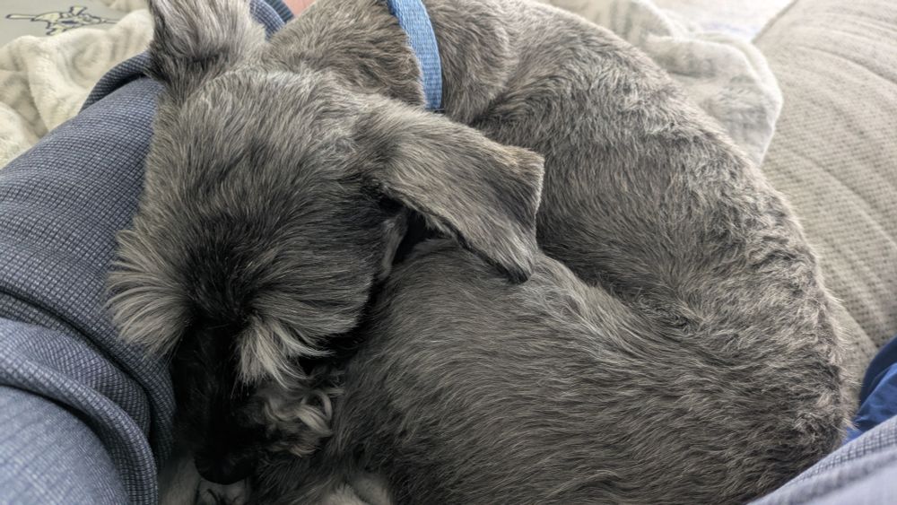 Cute sleepy puppy #2.