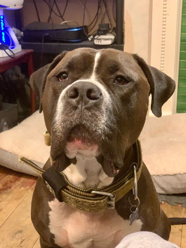A headshot of a large brown and white American Staffy cross breed adolescent dog wearing a yellow and black collar. 