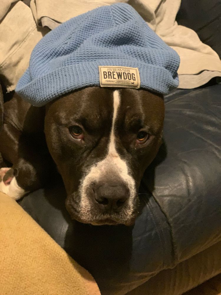 A headshot of my “large” brown and white American staffy cross dog, Kelvin, lying on the sofa wearing my light blue BrewDog hat. He doesn’t look terribly impressed at having had it put on him. 🤣 Apparently, he is no gentleman. 😝