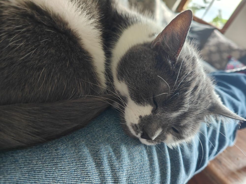 A small grey and white cat is curled up fast asleep on their human's legs. The human is wearing jeans.
