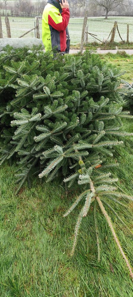Sapin de Noël coupé et couvert de givre, décors avec pré et brouillard 