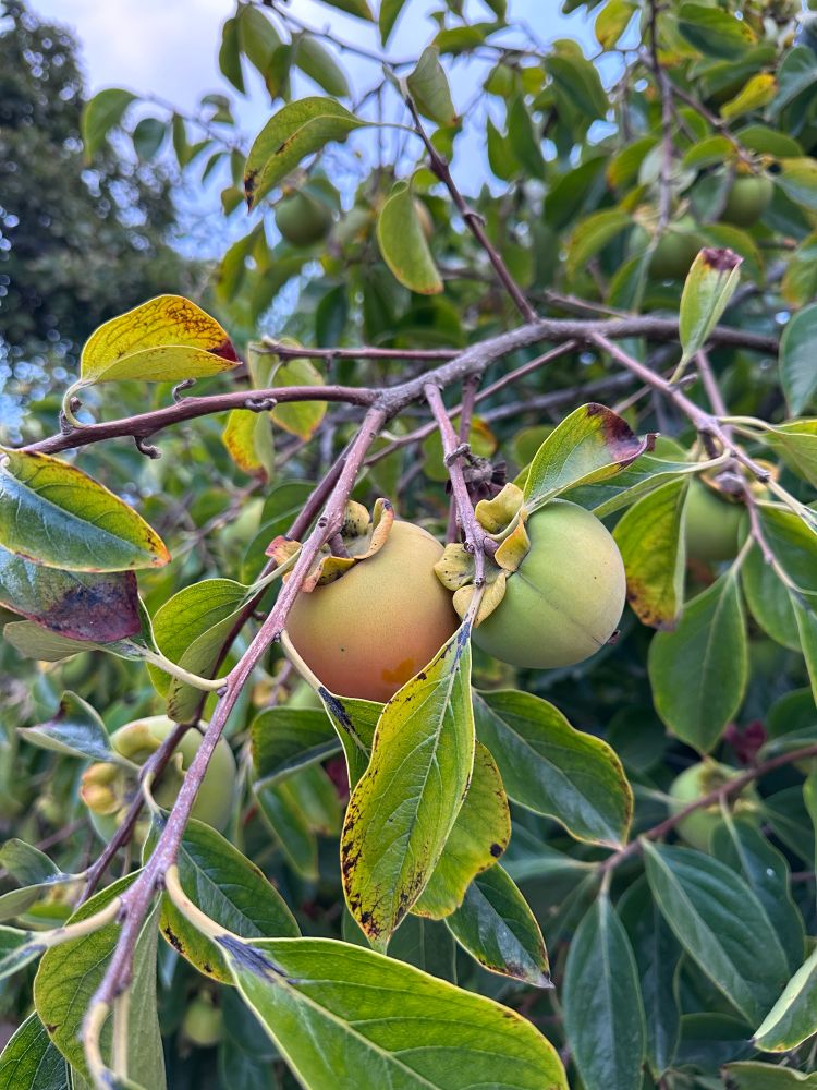 Person tree with fruit on the branches, one of the fruit turning orange.