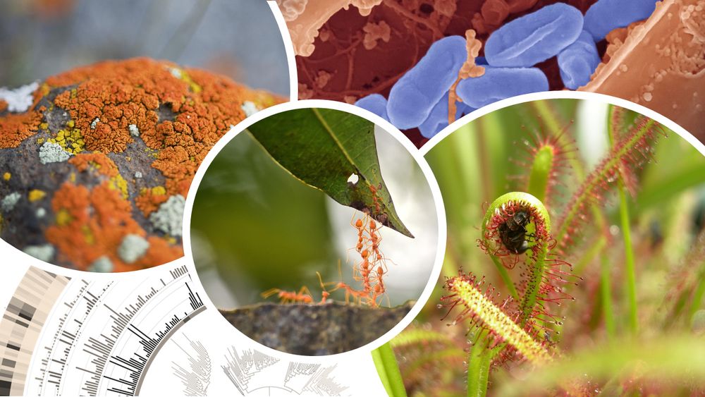 A collage illustrating diverse biological behaviors across life forms: orange and yellow lichens growing on rock (symbiotic behavior), a close-up of bacteria (microbial interactions), leafcutter ants cooperating to carry a leaf (social insect behavior), a sundew plant trapping an insect (plant predation), and phylogenetic trees representing evolutionary relationships.