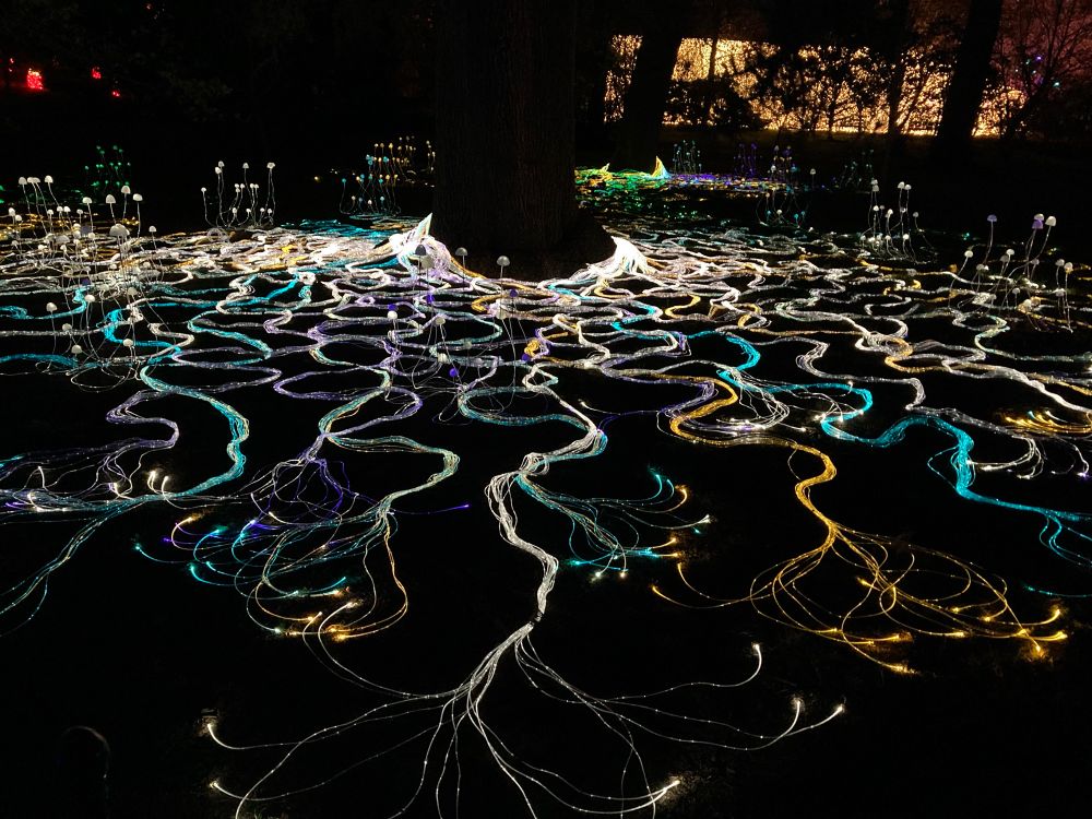 Night time view of illuminated cables to show mycelium networks around a tree