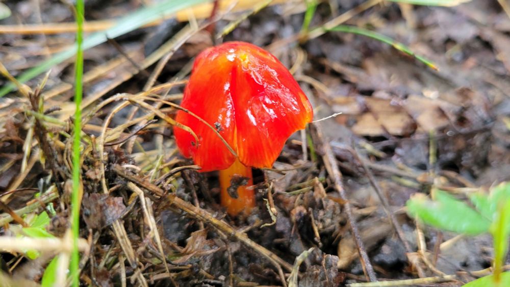 A wee tiny waxcap mushroom with a shiny, bright red, domed top pushes up through wet soil and leaf matter.