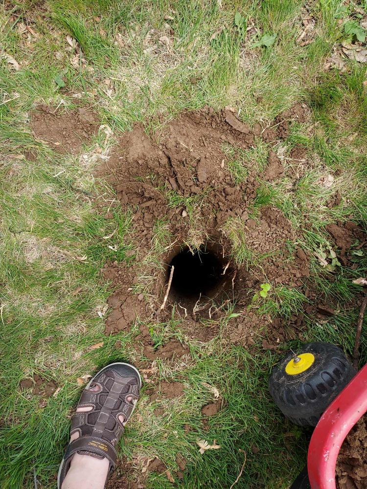 A hole dug in my grassy yard, with my foot in shot