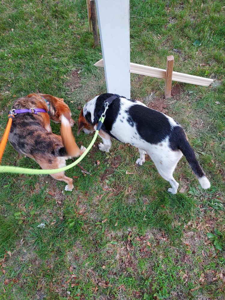 My dogs, Loki left and Harley right, inspecting the hole and the post, making sure I did it correctly.