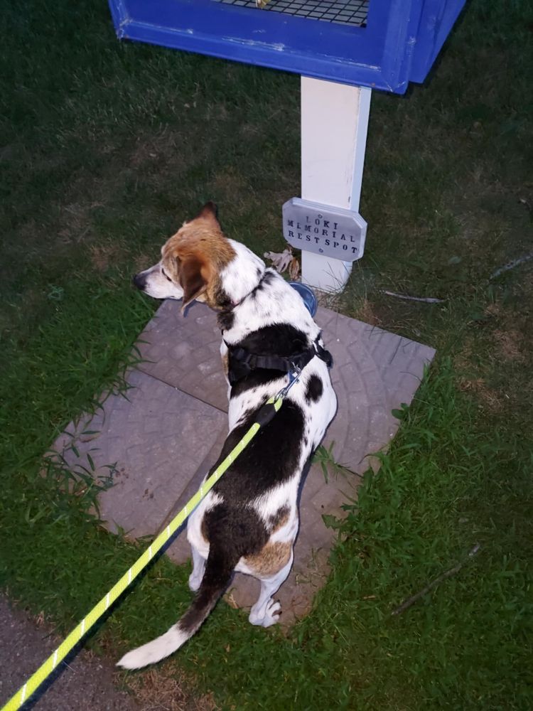 Harley, Loki's beagle sister, had been taking a drink from the bowl but got distracted by a squirrel.