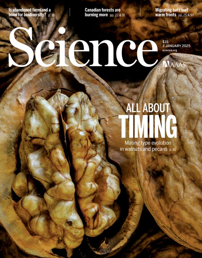 Pollination in walnuts (such as this Persian walnut, Juglans regia) and pecans occurs through a genetically controlled temporal flowering dimorphism. Two distinct morphs alternate their phases of male and female flowering across the season, promoting outcrossing that has maintained a stable equilibrium throughout tens of millions of years of evolution. See eado5578.

Photo: Philippe Clement/NPL/Minden Pictures