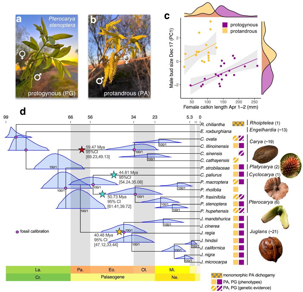 Pictures of two dichogamy morphs in Pterocarya trees, a graph visualizing flower dimorphism, and a phylogeny of the Juglandaceae family showing divergence times and origins of genetic systems for heterodichogamy. 