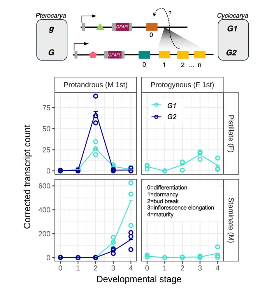Similar haplotype structure for heterodichogamy in both Pterocarya and Cyclocarya, and gene expression patterns of GFAFL in Cyclocarya flowers