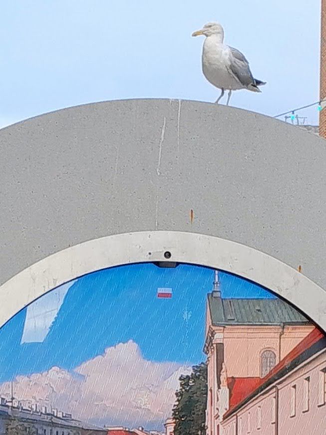 A close up of the Dublin 'portal' on North Earl street showing a live view of Warsaw in Poland with a clear view of the Polish flag and a sea gull sat a top the portal