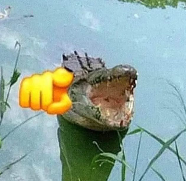 An alligator with an open mouth neck deep in water with the pointing hand emoji pointing towards the viewer 