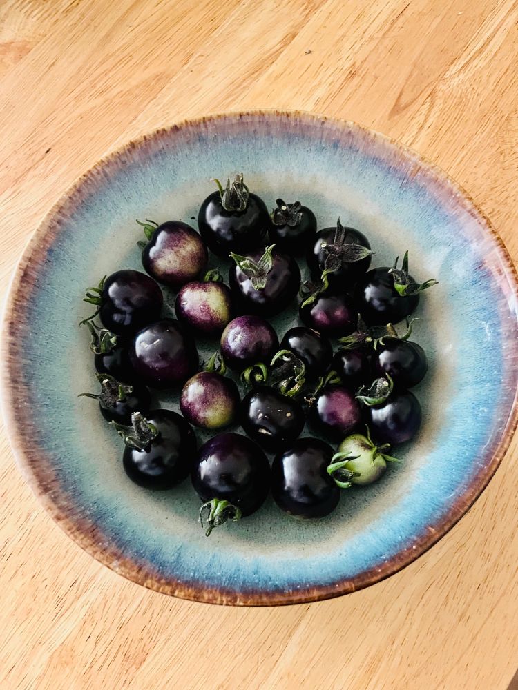 Indigo rose tomatoes